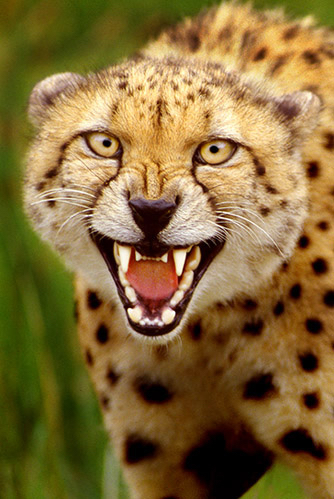 Cheetah_1